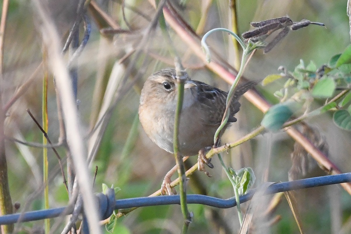 Sedge Wren - ML626372479