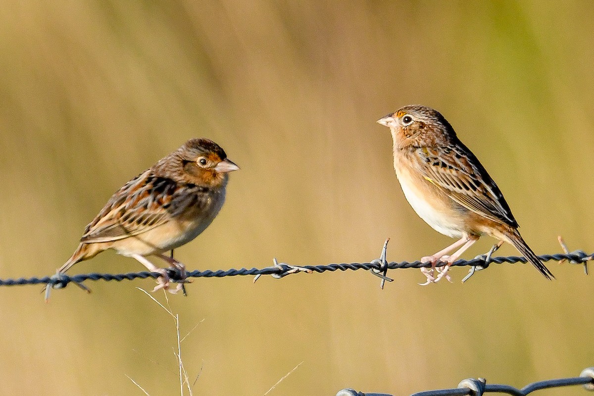 Grasshopper Sparrow - ML626372491
