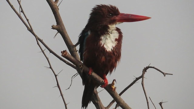 White-throated Kingfisher - ML626372562