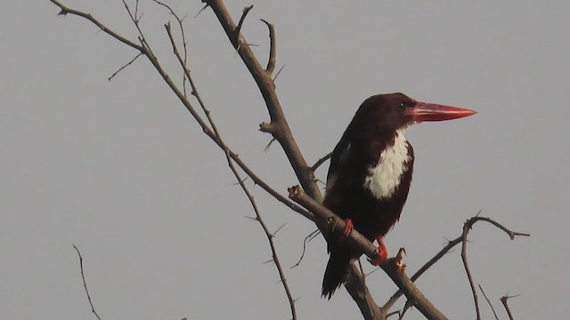 White-throated Kingfisher - ML626372577