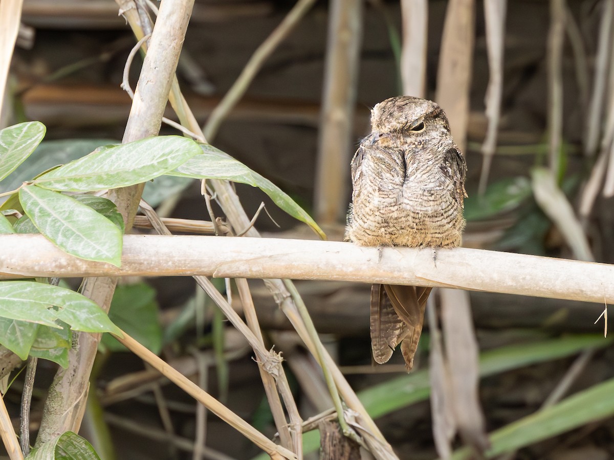 Ladder-tailed Nightjar - ML626372578