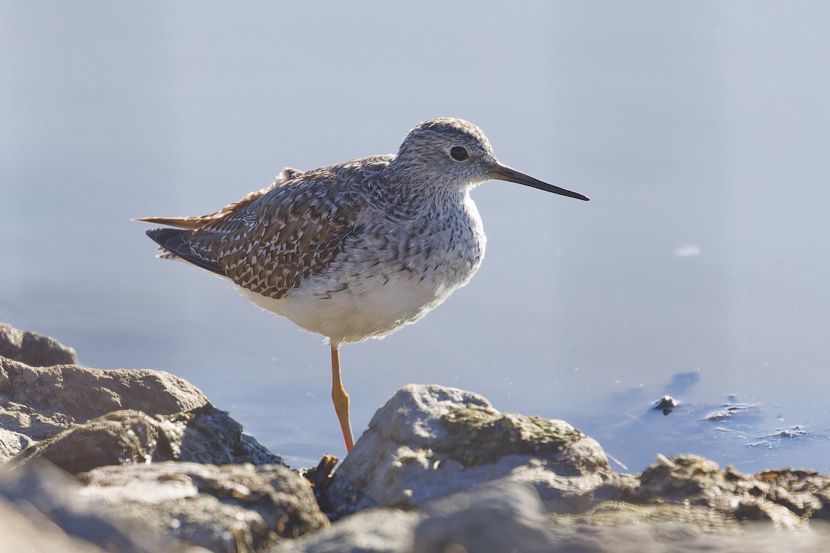 Lesser Yellowlegs - ML626372695