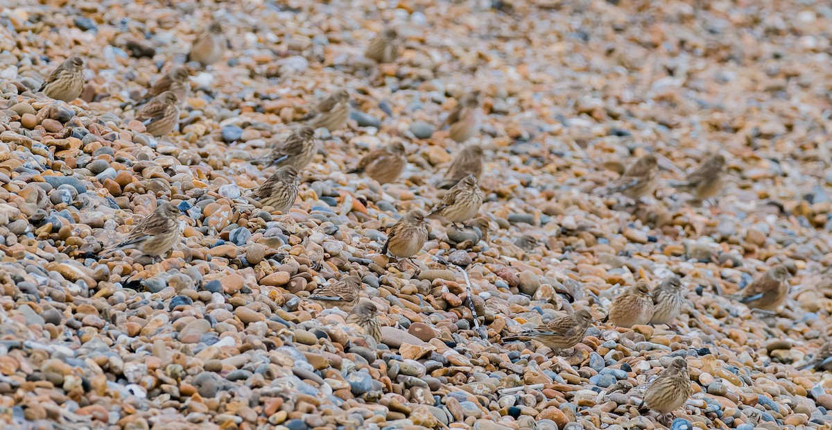 Eurasian Linnet - ML626372752