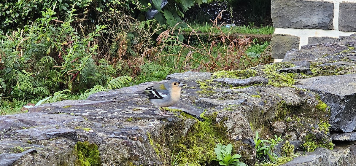 Madeira Chaffinch - ML626372769