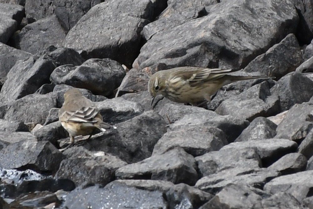 American Pipit - ML626372811