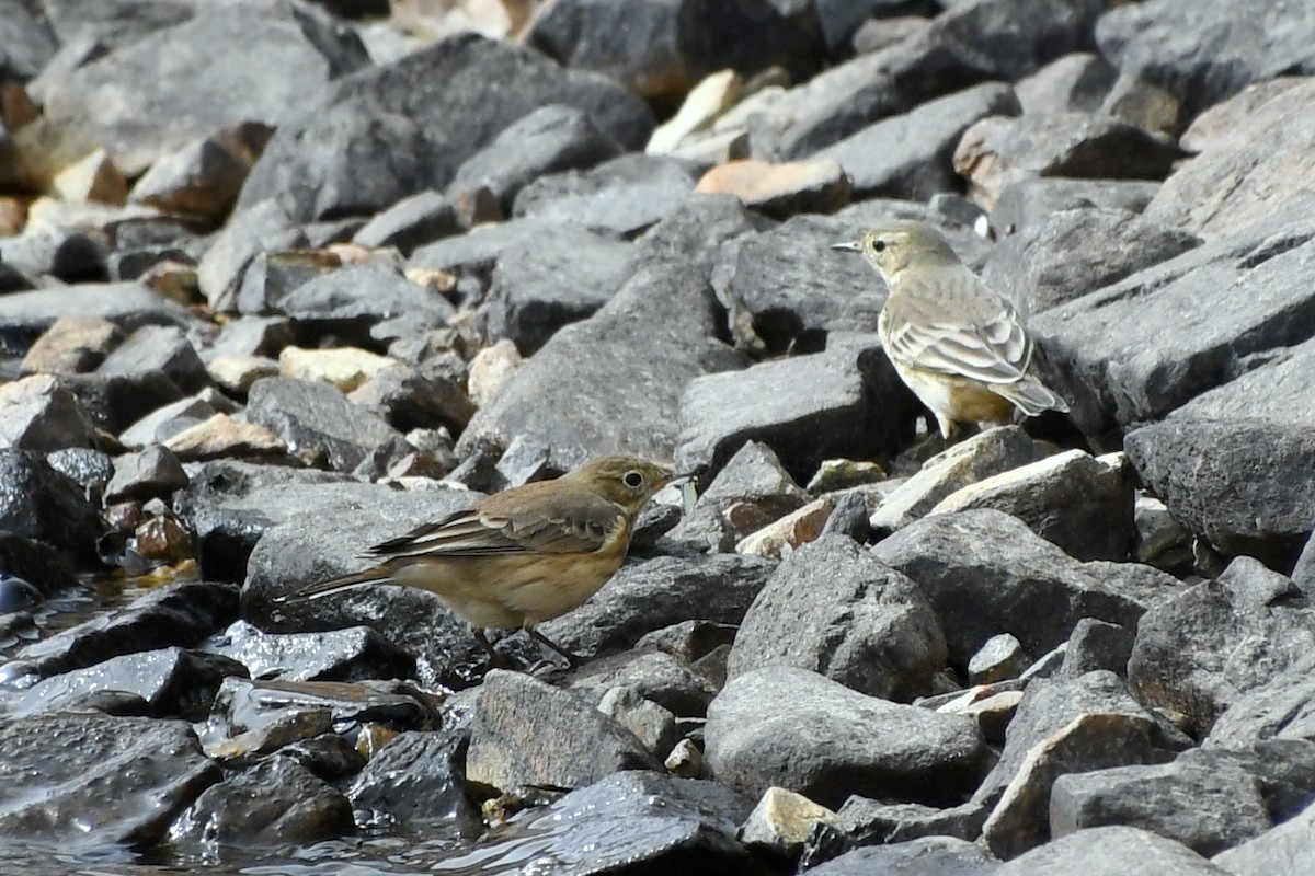 American Pipit - ML626372812