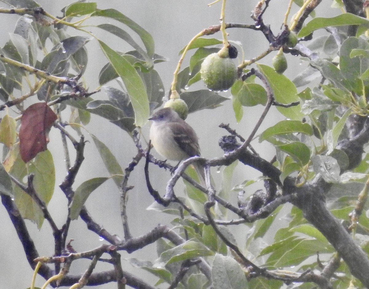 Yellow-bellied Elaenia - ML626372839