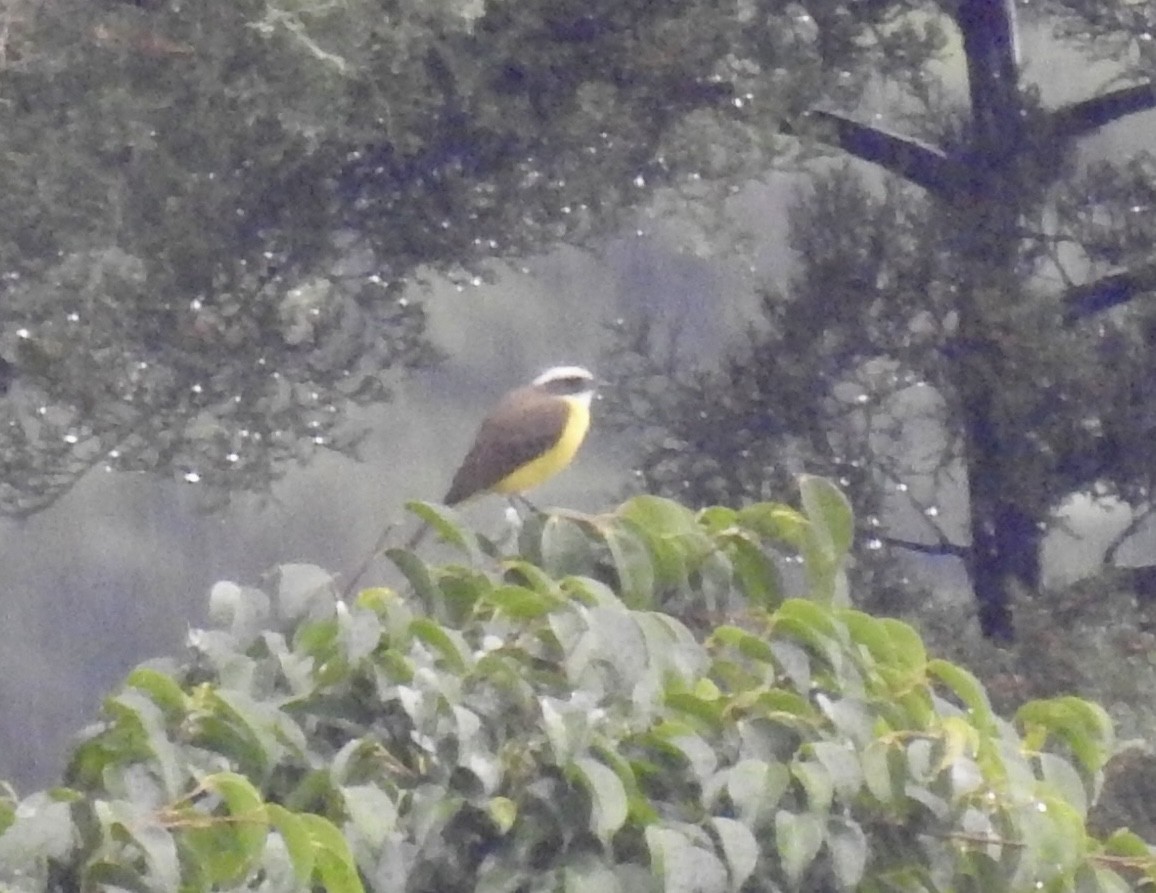Social Flycatcher - ML626372901