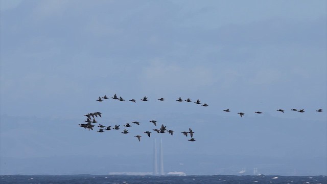 Surf Scoter - ML626372937