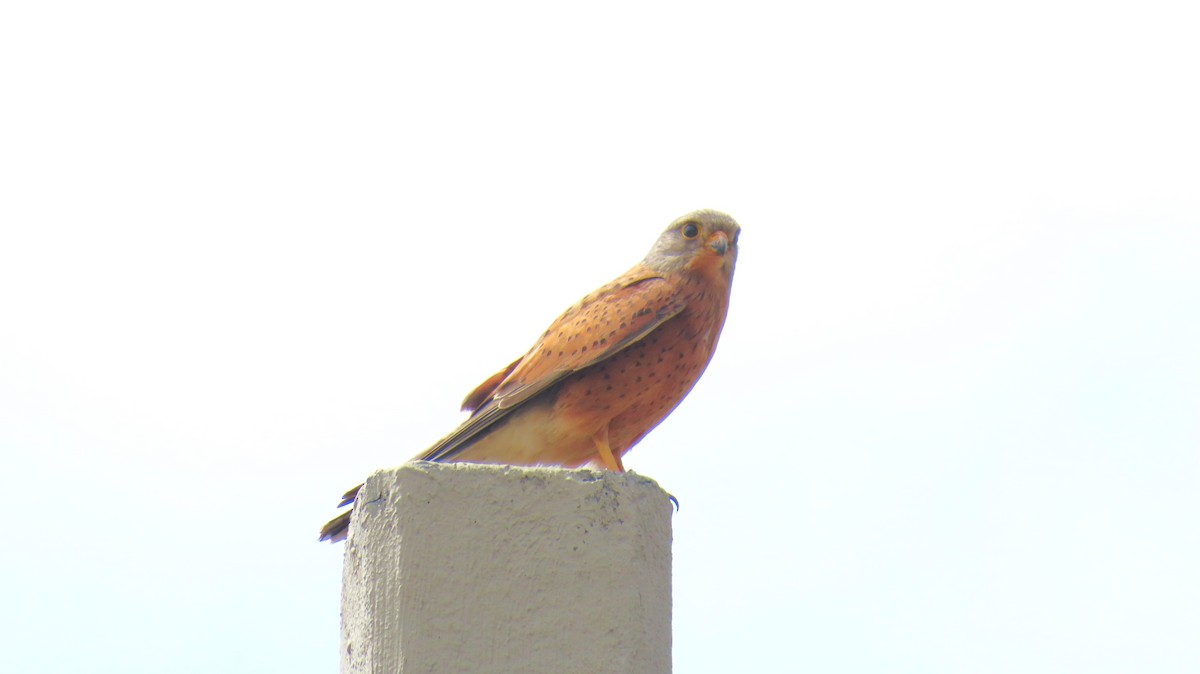 Rock Kestrel - ML626372990