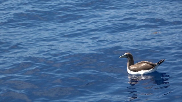 Masked Booby - ML626373085