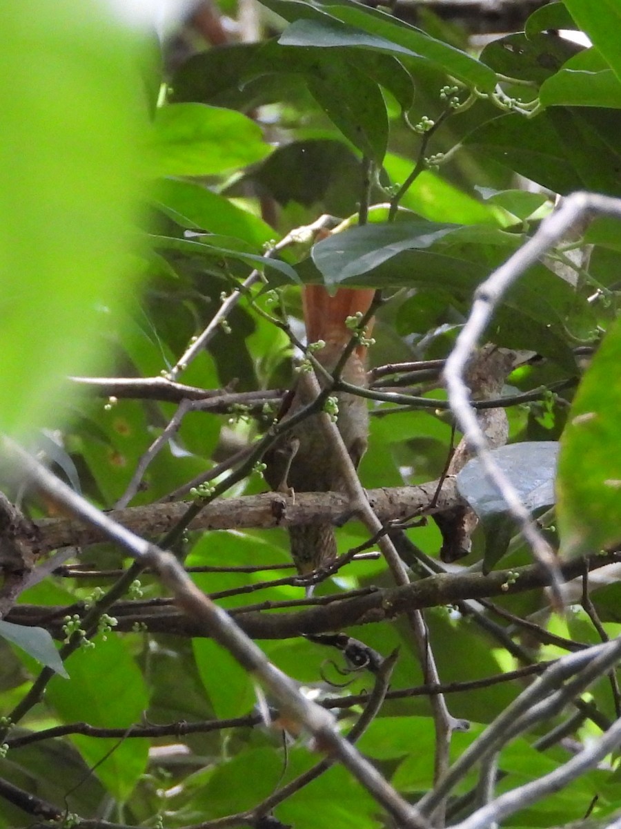 Speckled Spinetail - ML626373214