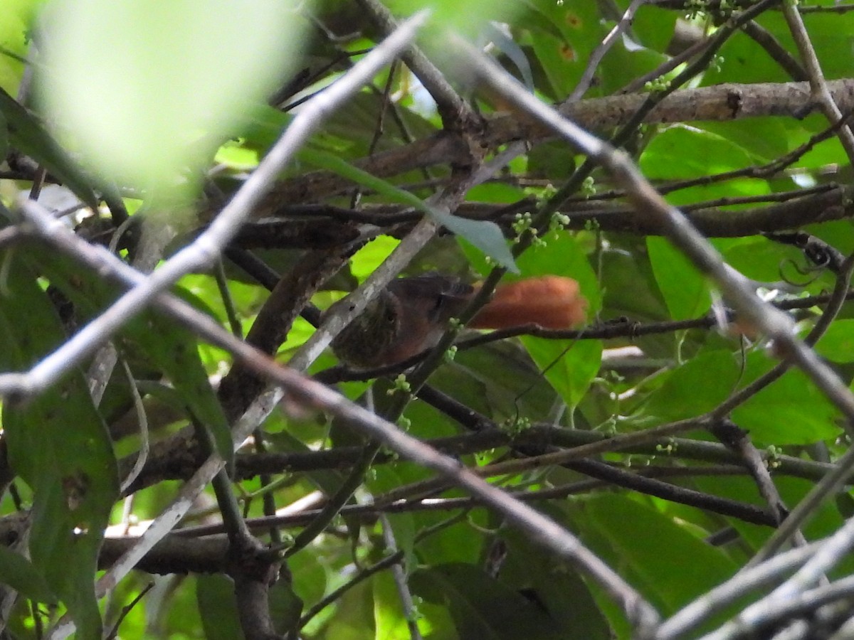 Speckled Spinetail - ML626373215