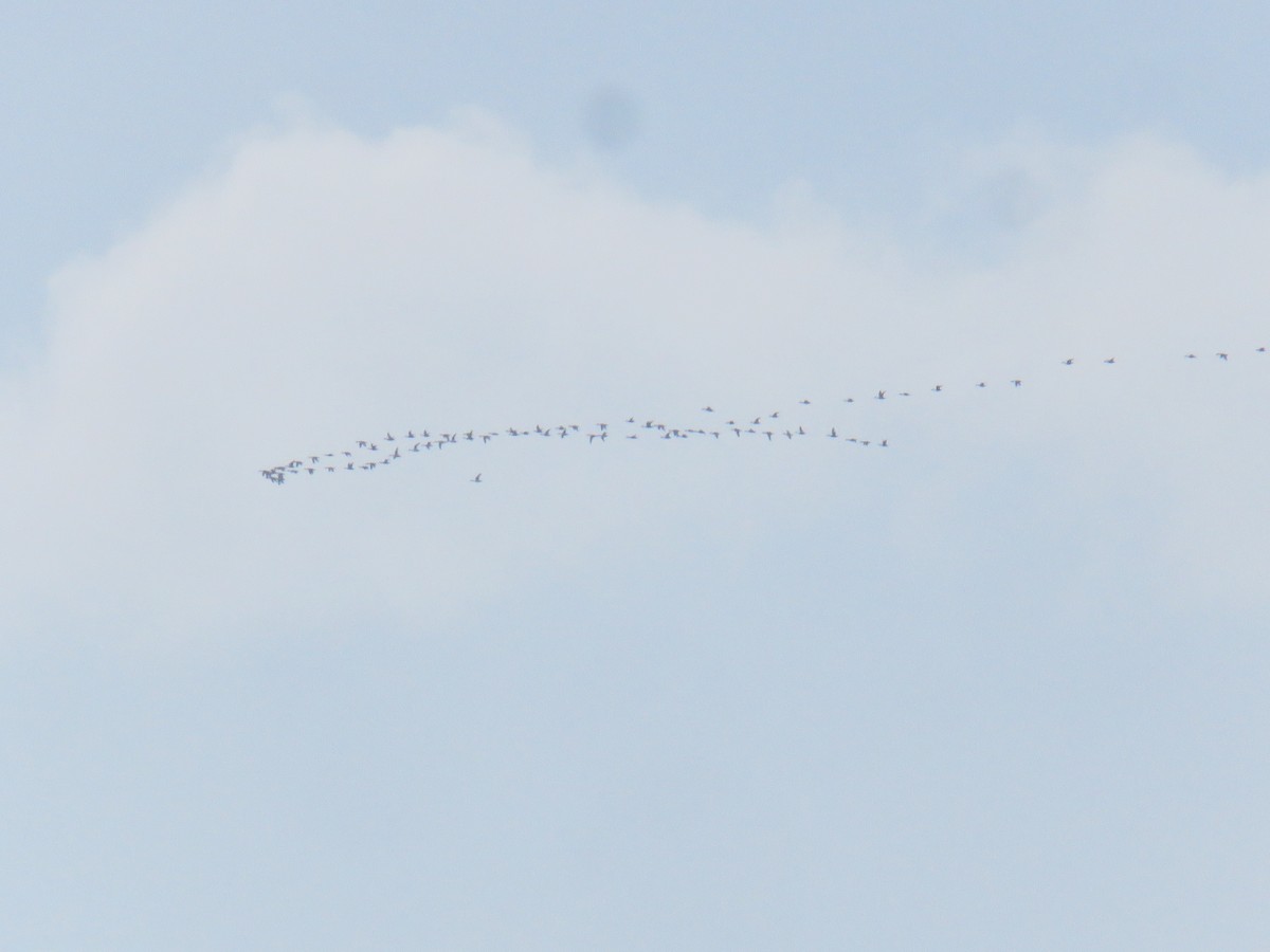 Northern Pintail - ML626373316