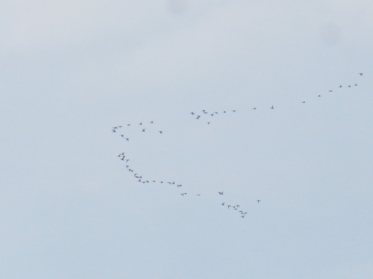 Northern Pintail - ML626373320