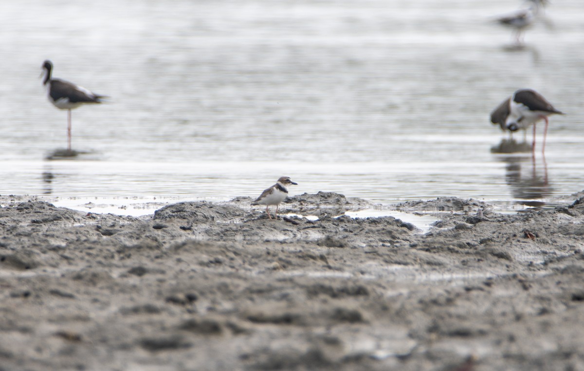 Wilson's Plover - ML626373325