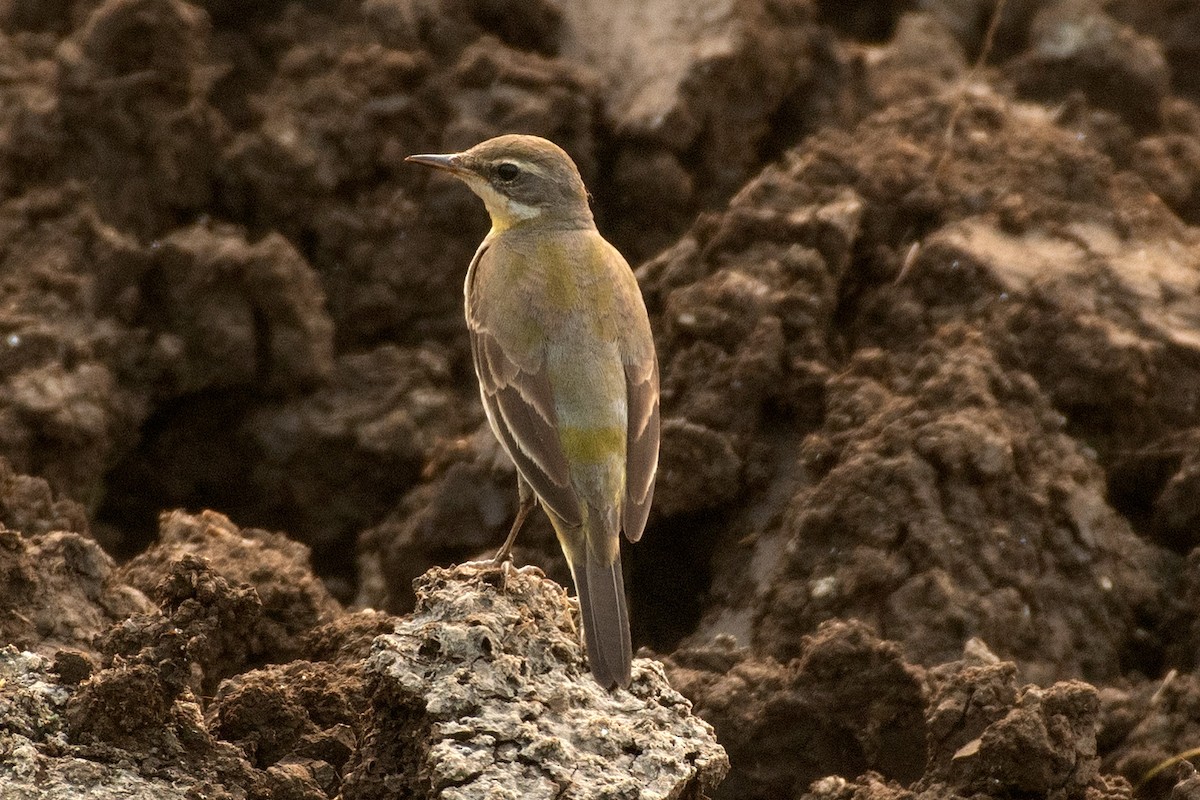 Bergeronnette de Béringie - ML626373437