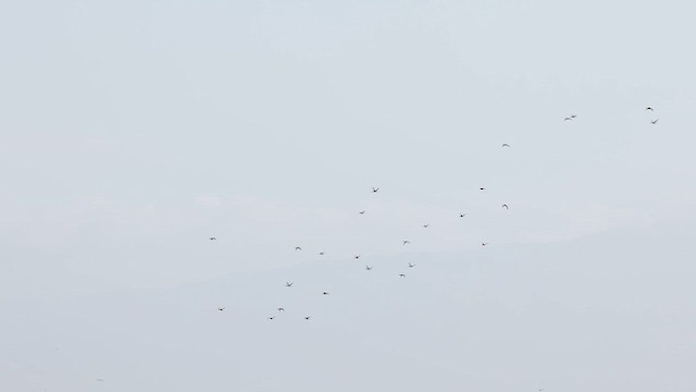 Гагара білошия - ML626373574