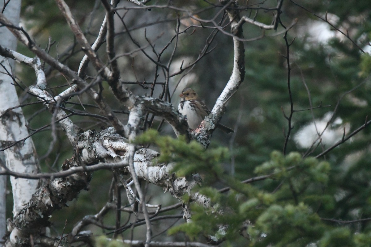 Harris's Sparrow - ML626373586