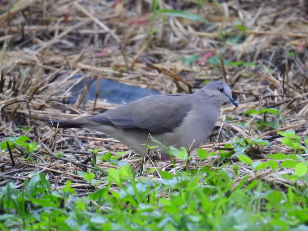 White-tipped Dove - ML626373617