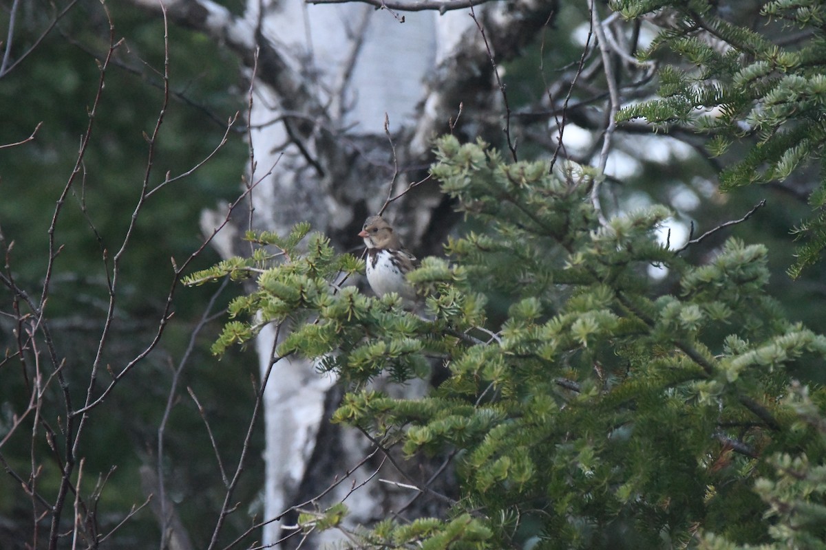 Harris's Sparrow - ML626373635