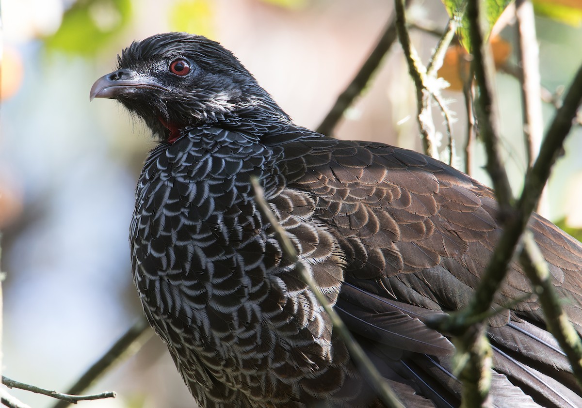 Andean Guan - ML626373647