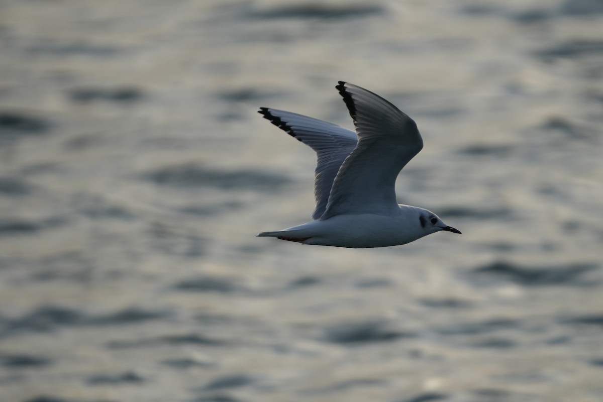 Bonaparte's Gull - ML626373724