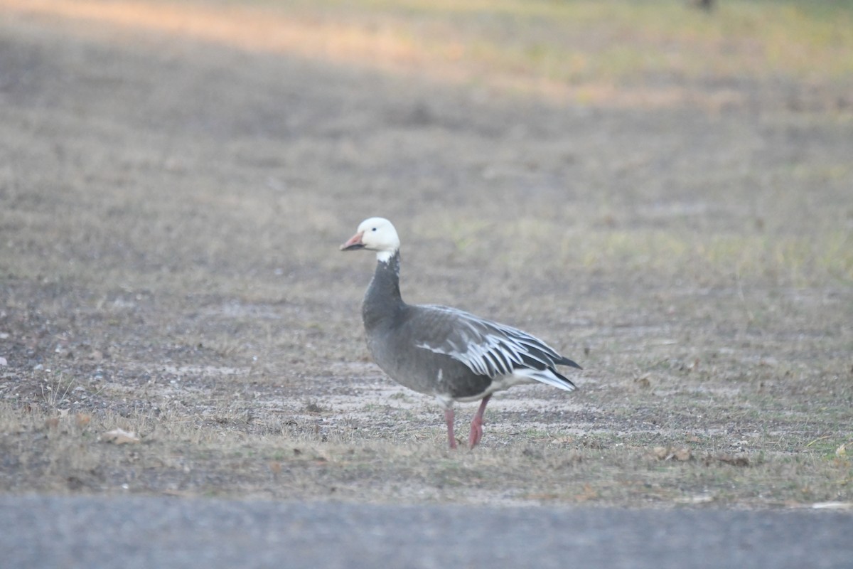 Snow Goose - ML626373763