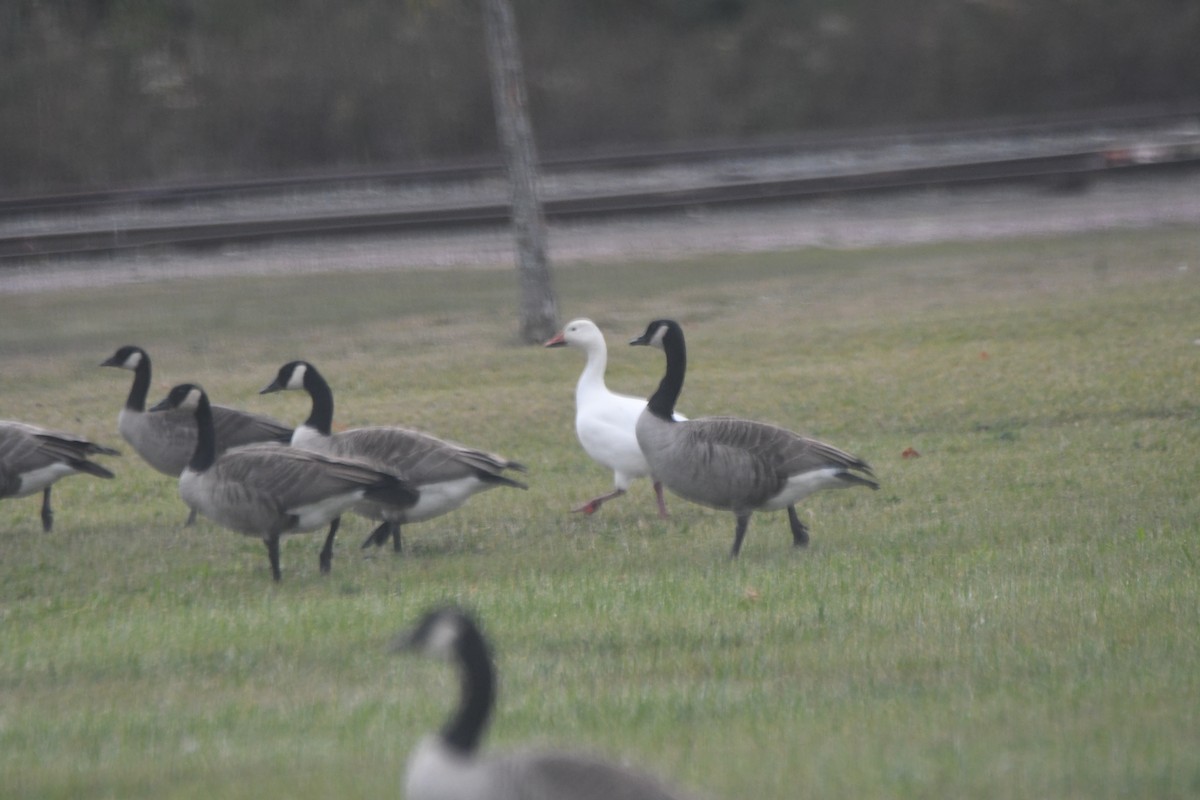 Snow Goose - ML626373819