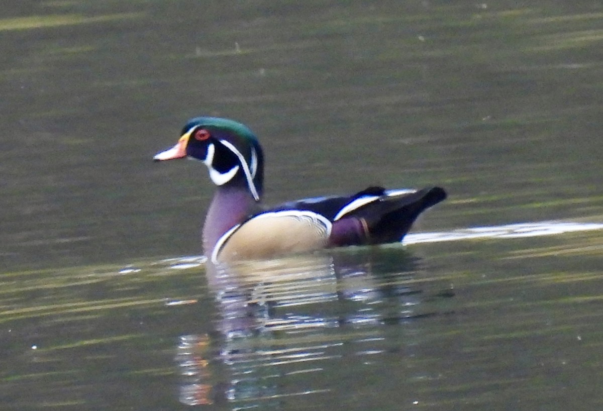 Wood Duck - ML626373874