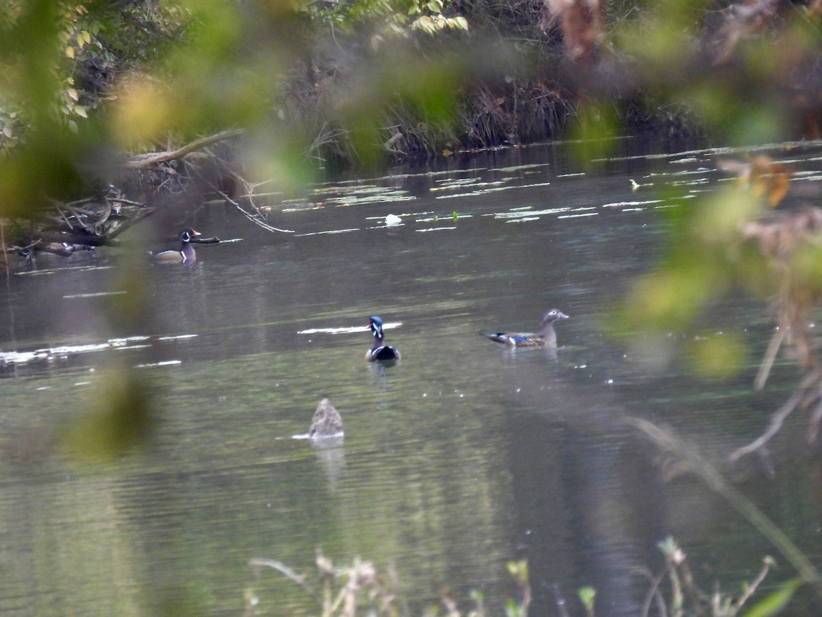 Wood Duck - ML626373876