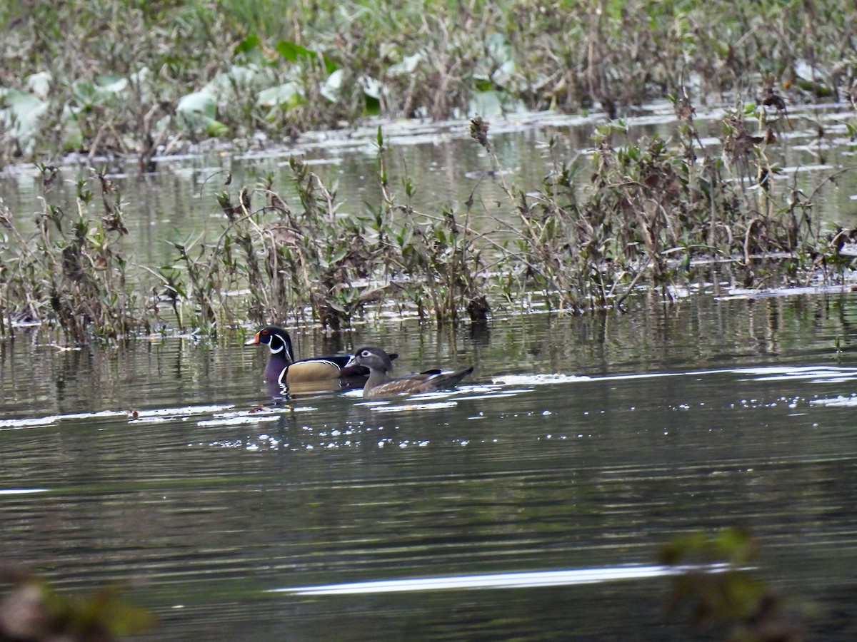 Wood Duck - ML626373877