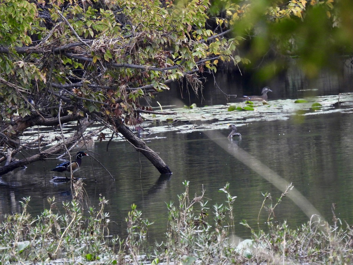 Wood Duck - ML626373878