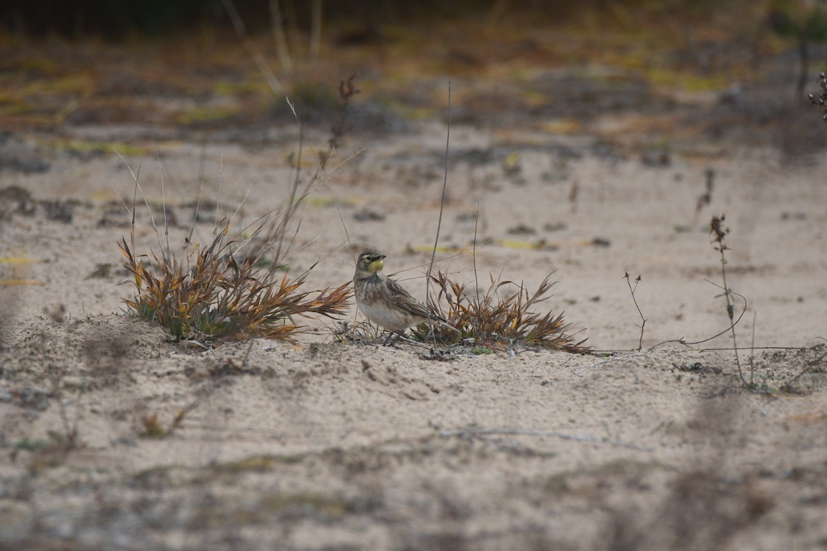 Horned Lark - ML626373901