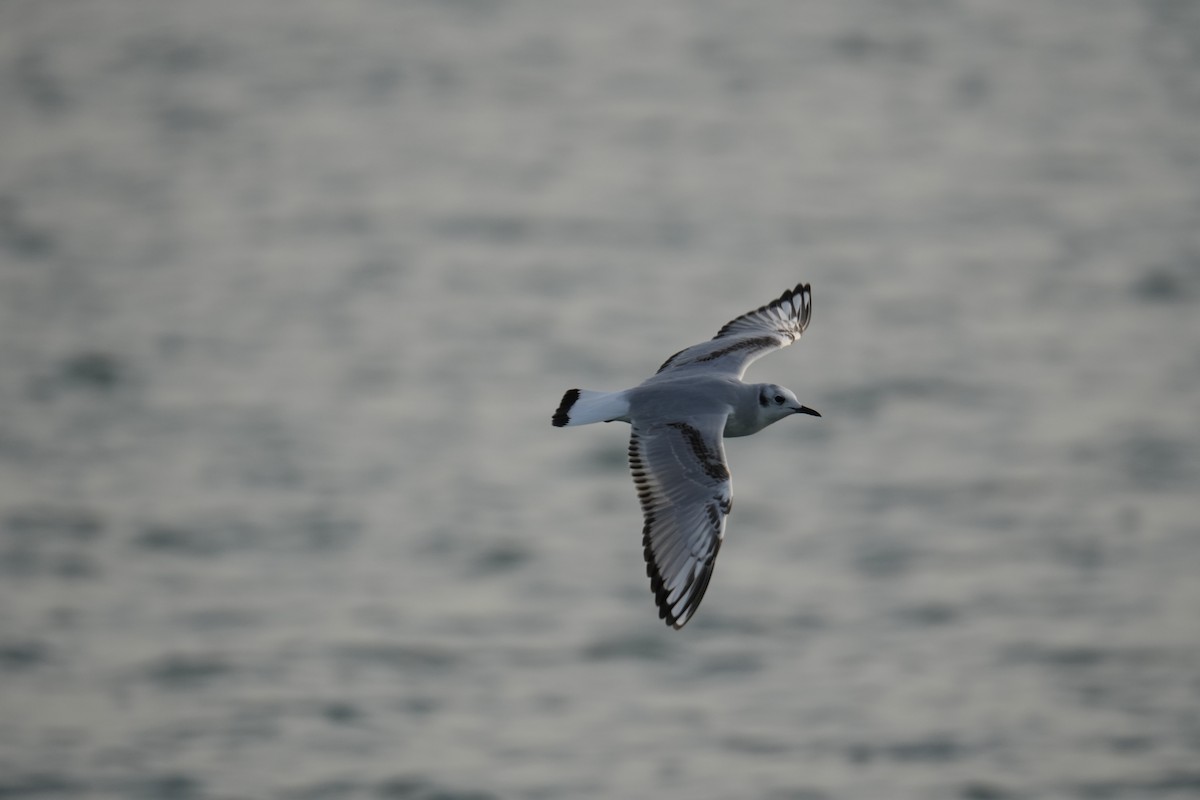 Bonaparte's Gull - ML626373936