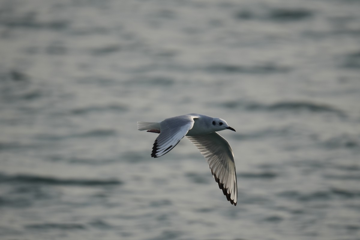 Bonaparte's Gull - ML626373938
