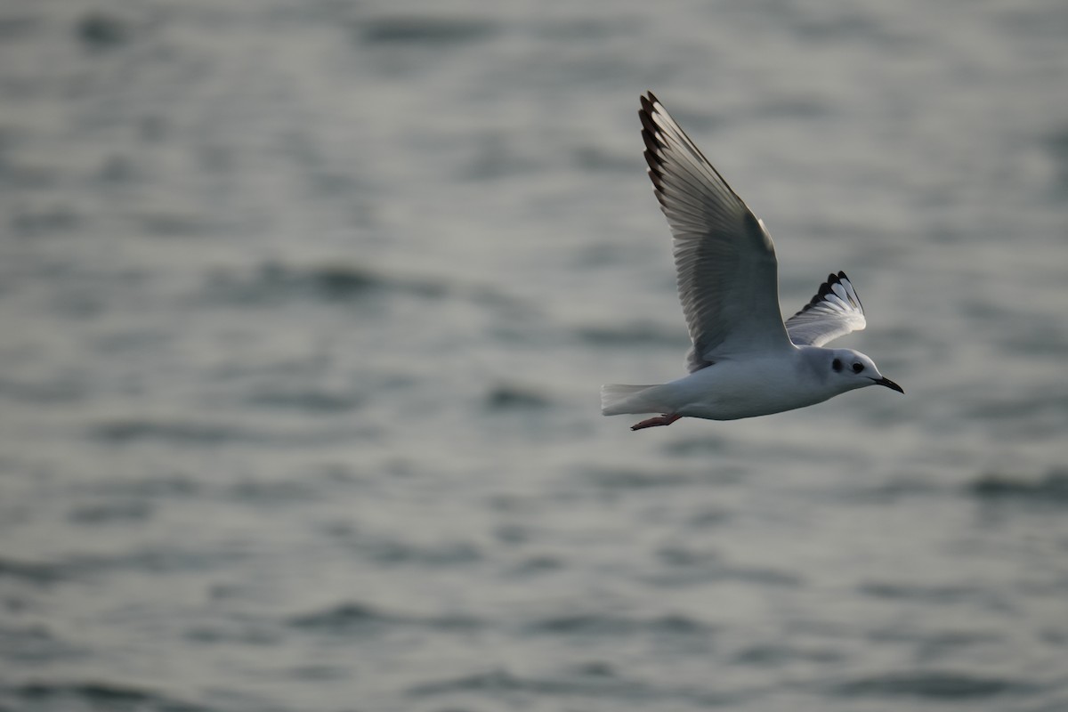 Bonaparte's Gull - ML626373939