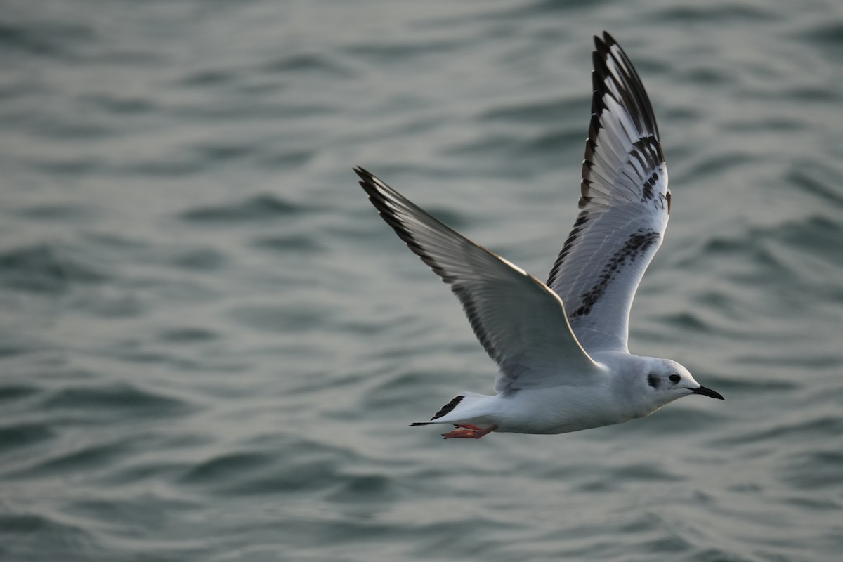 Bonaparte's Gull - ML626373941