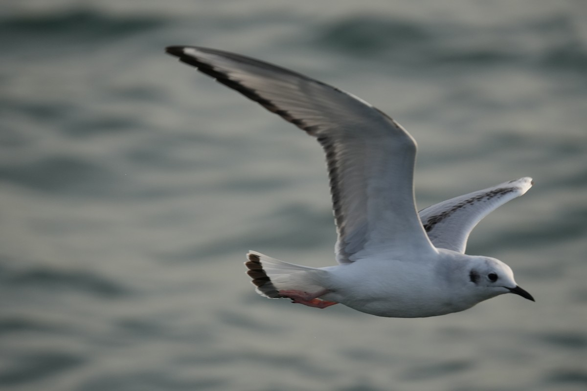 Bonaparte's Gull - ML626373942