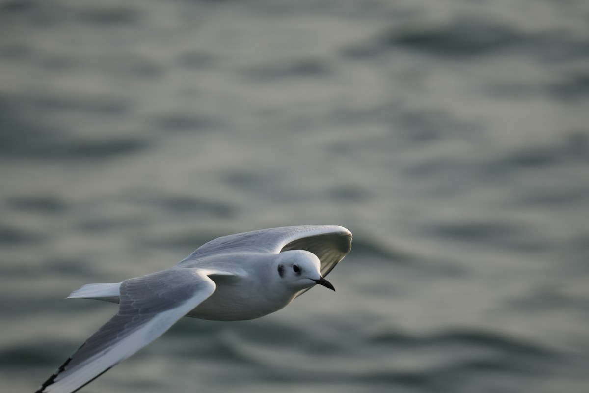Bonaparte's Gull - ML626373943
