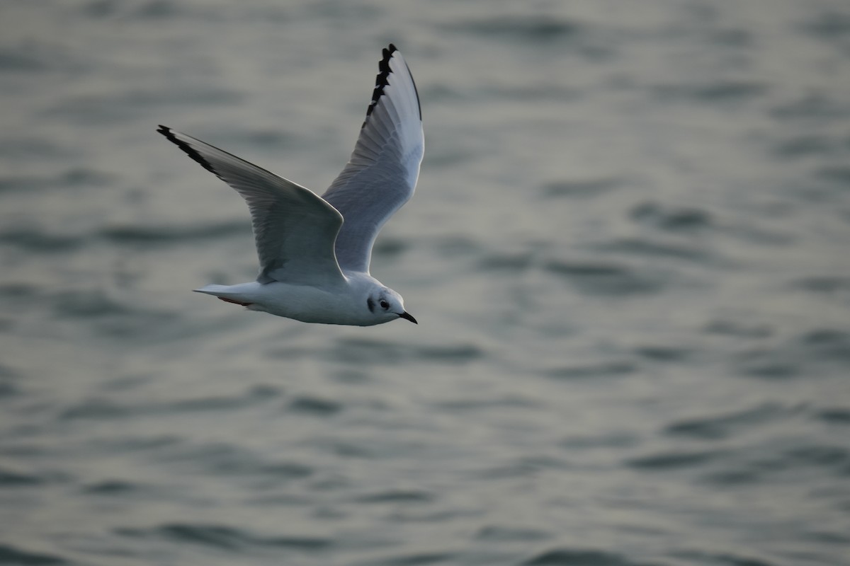 Bonaparte's Gull - ML626373944