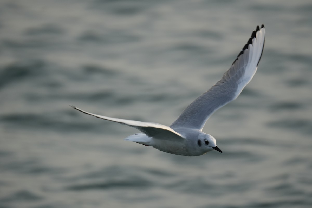 Bonaparte's Gull - ML626373945