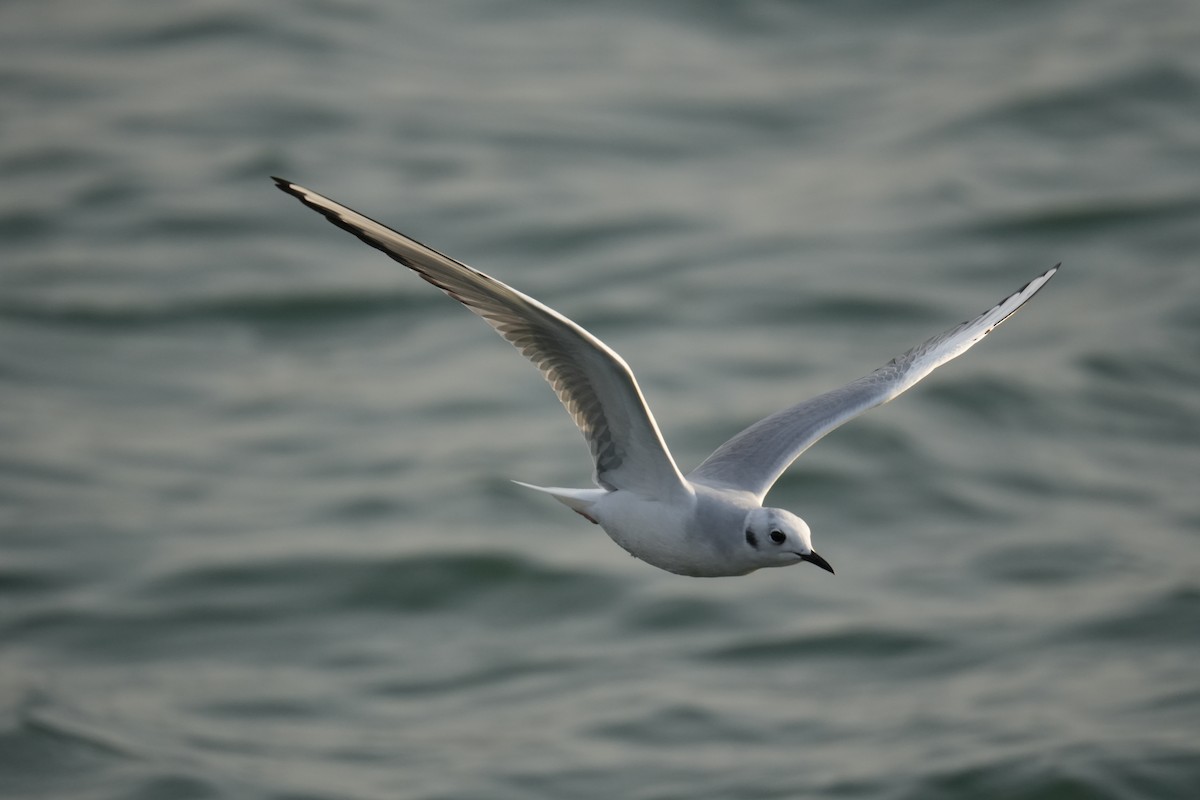 Bonaparte's Gull - ML626373947