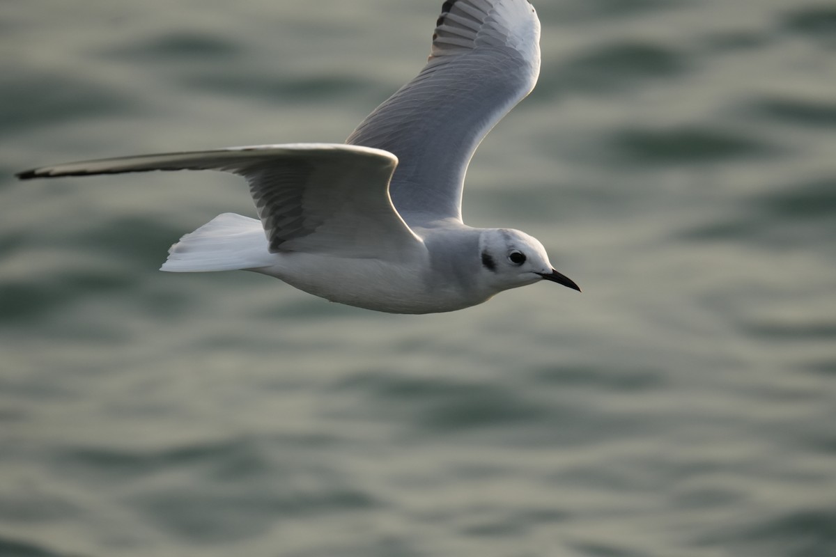 Bonaparte's Gull - ML626373948