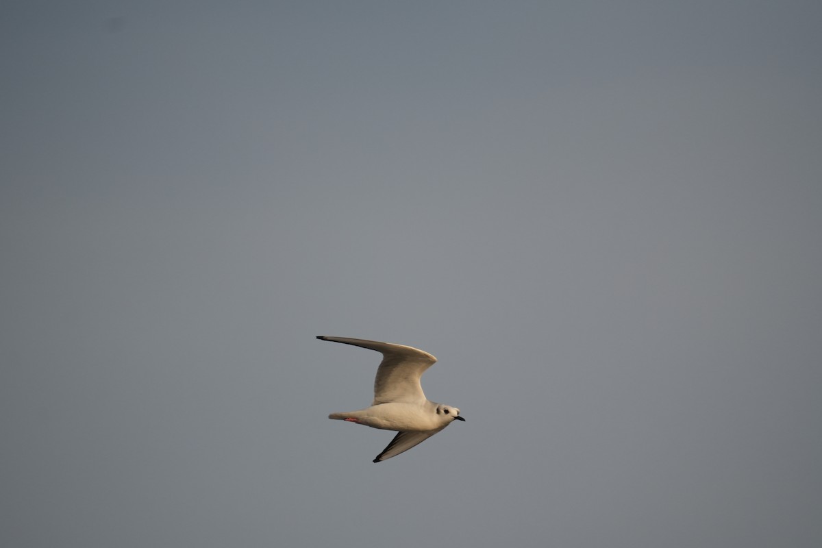 Bonaparte's Gull - ML626373952