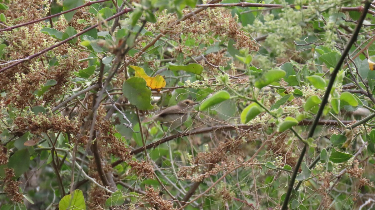 Fulvous-faced Scrub-Tyrant - ML626373998