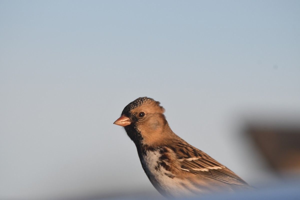 Harris's Sparrow - ML626374059