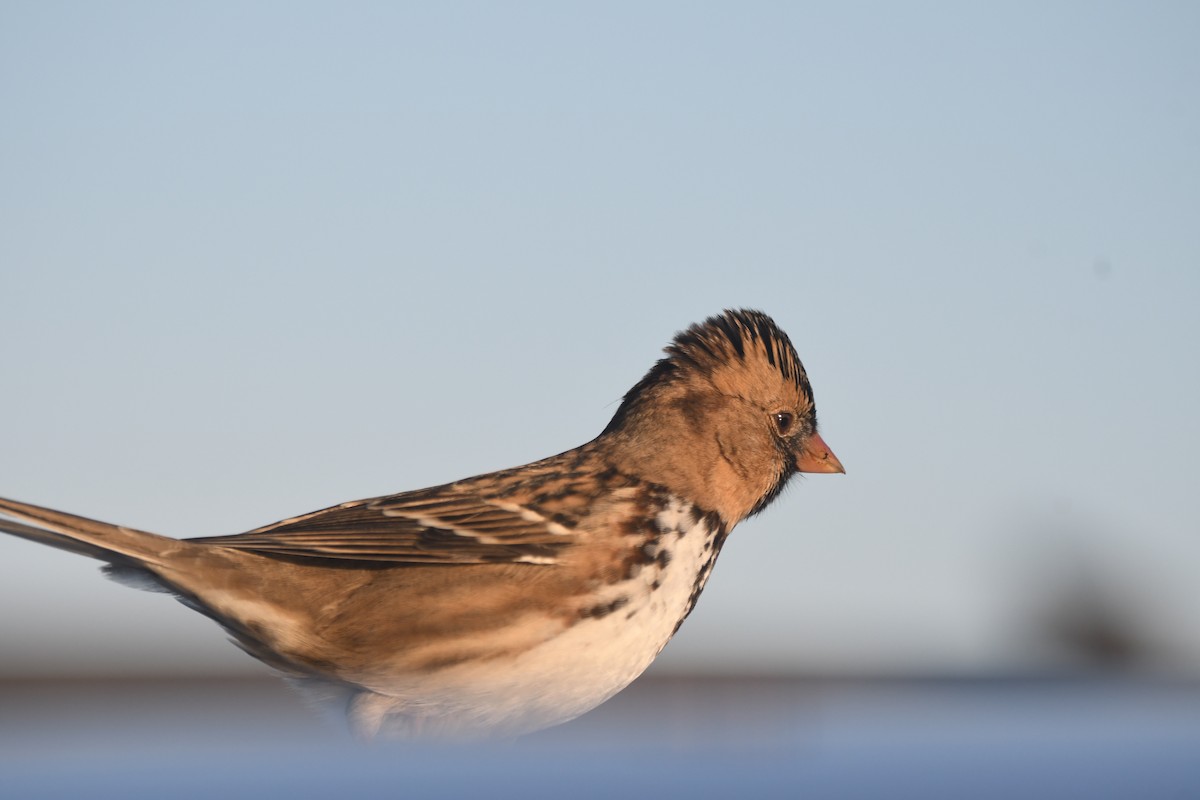 Harris's Sparrow - ML626374060