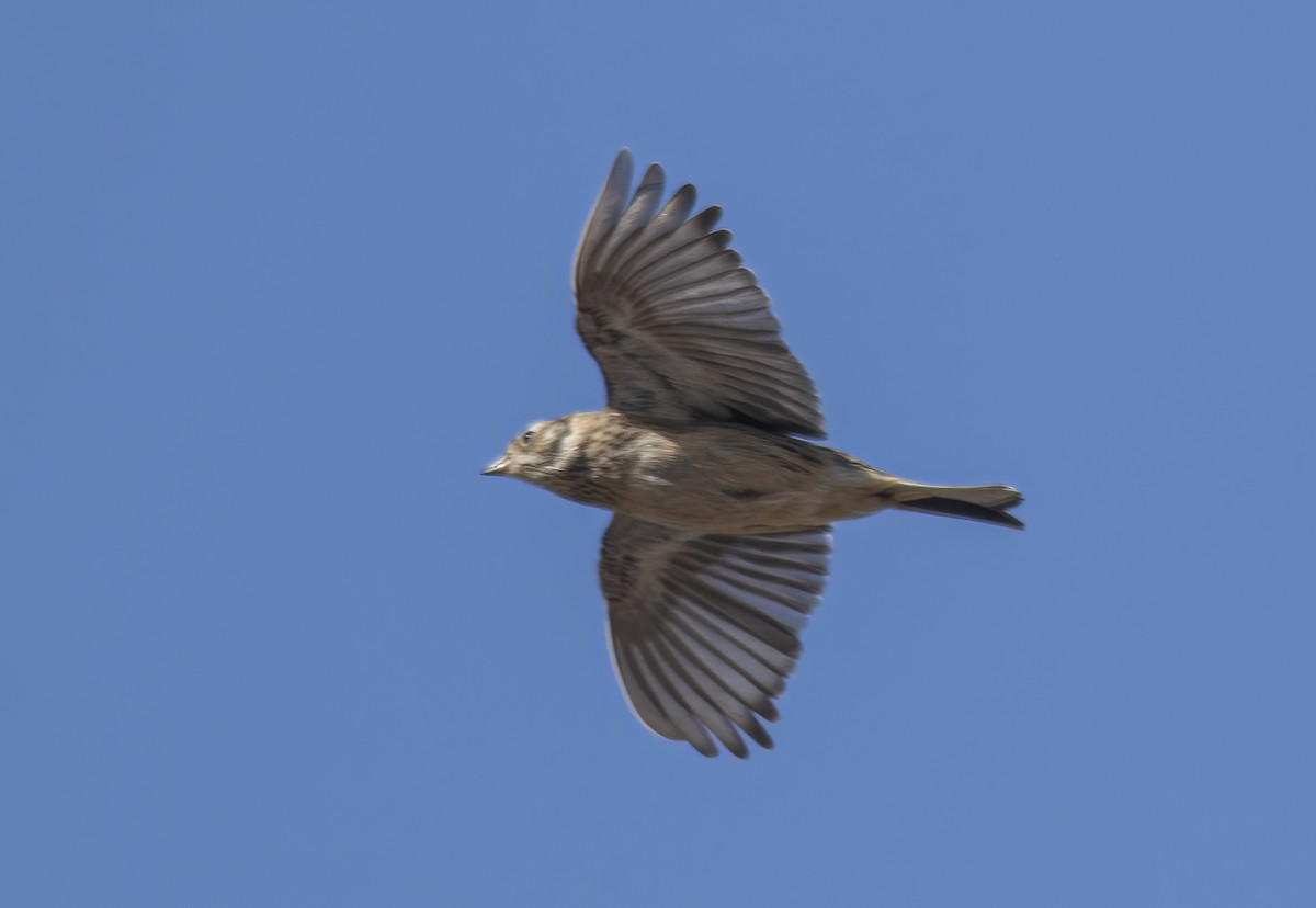 Smith's Longspur - ML626374428