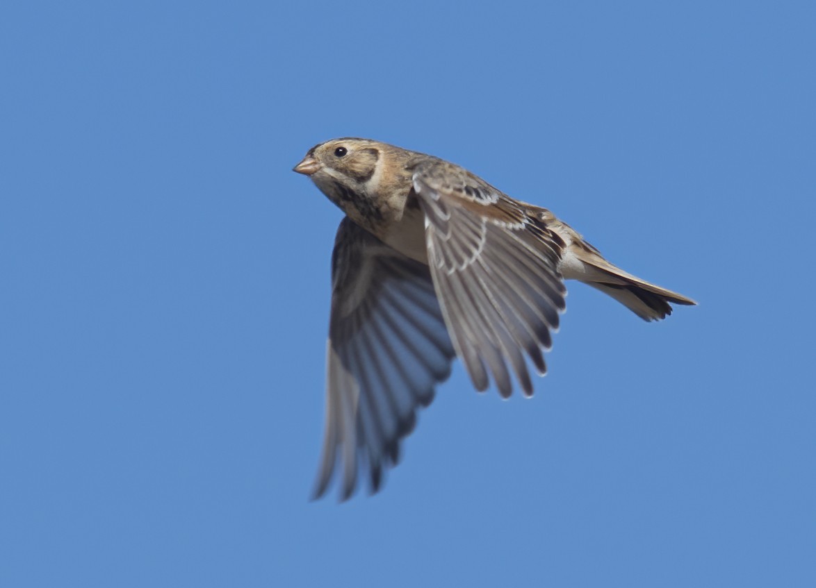 Lapland Longspur - ML626374433